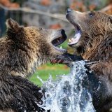 Wie lange dauert der Bärenmarkt bei Aktien noch an?