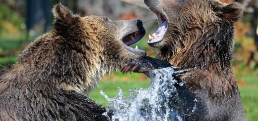 Wie lange dauert der Bärenmarkt bei Aktien noch an?